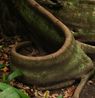 Ouroboros by Marcos Chaves contemporary artwork Photography