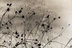 Osamu Shiihara contemporary artist