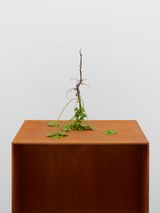 Root Inversion Mallow by Kelly Akashi contemporary artwork sculpture