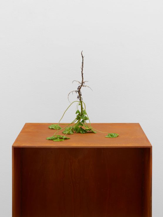 Root Inversion Mallow by Kelly Akashi contemporary artwork Sculpture