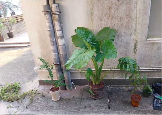 Plants on the Bus Stop 2 L250809-AL250809-A-O1L250809-A-O2L250809-A-O3 by Pak Sheung Chuen contemporary artwork Installation