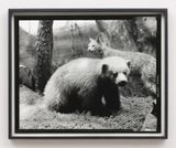 Sixteenth beast by Gerard Byrne contemporary artwork photography