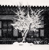 Tree and Slippers Woljeongsa Temple Gangwondo South Korea by Michael Kenna contemporary artwork photography