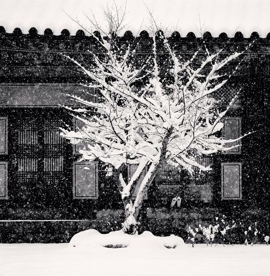 Tree and Slippers Woljeongsa Temple Gangwondo South Korea by Michael Kenna contemporary artwork Photography
