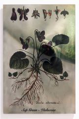 Plants Bleed Lakes Sap Green by Janet Laurence contemporary artwork sculpture