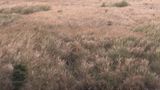 Giant Fur  by Liang Yue contemporary artwork moving image