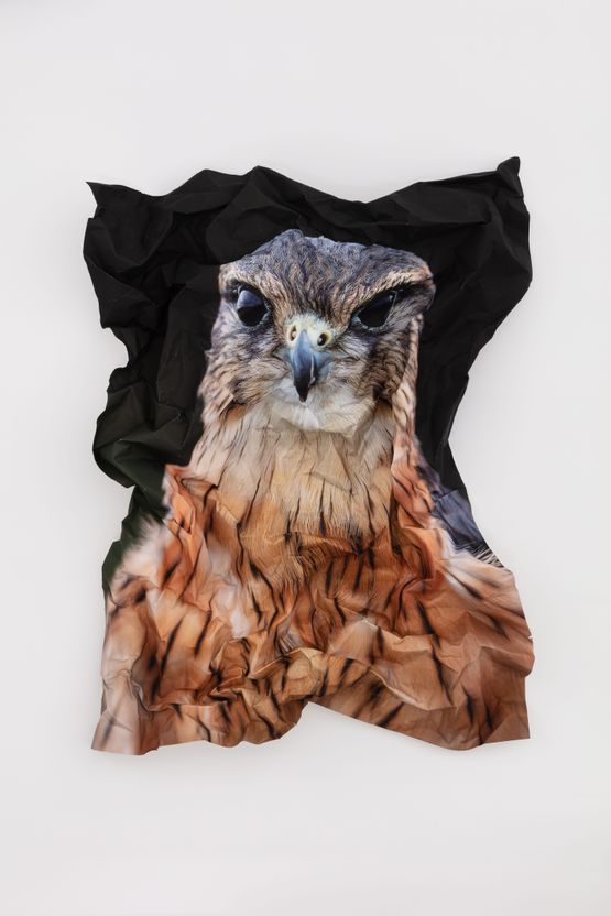British Birds of Prey Merlin by Marcus Coates contemporary artwork Painting