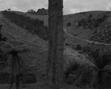 Radiata Pine blocking by Conor Clarke contemporary artwork print