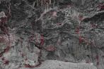 Fig. 25 by Robert Zhao Renhui contemporary artwork Photography