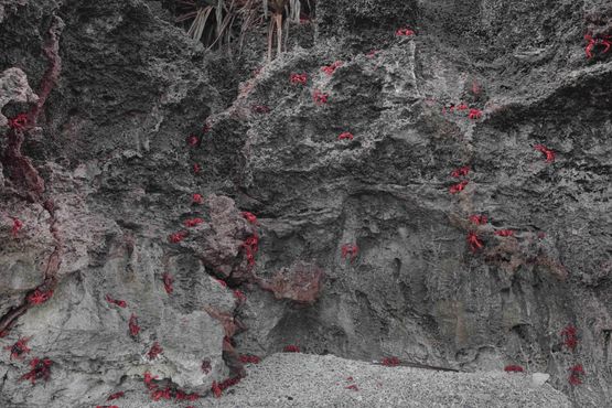 Fig. 25 by Robert Zhao Renhui contemporary artwork Photography