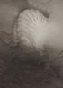 Tiger Changing by Fan Shao contemporary artwork Works on Paper