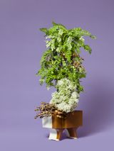 The Ladies Maid Valerian valerian sp. by Ann Shelton contemporary artwork photography