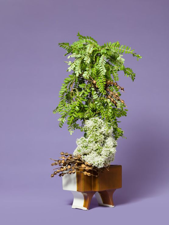 The Ladies Maid Valerian valerian sp. by Ann Shelton contemporary artwork Photography