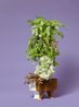 The Ladies Maid Valerian valerian sp. by Ann Shelton contemporary artwork Photography
