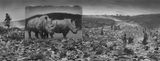 Wasteland with Rhinos Inherit The Dust Kenya by Nick Brandt contemporary artwork photography print