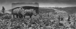 Wasteland with Rhinos Inherit The Dust Kenya by Nick Brandt contemporary artwork Photography
