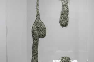 Fiona Hall