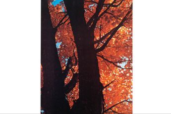 Contemporary art exhibition Sherrie Levine Sherrie Levine at Galerie Buchholz New York United States