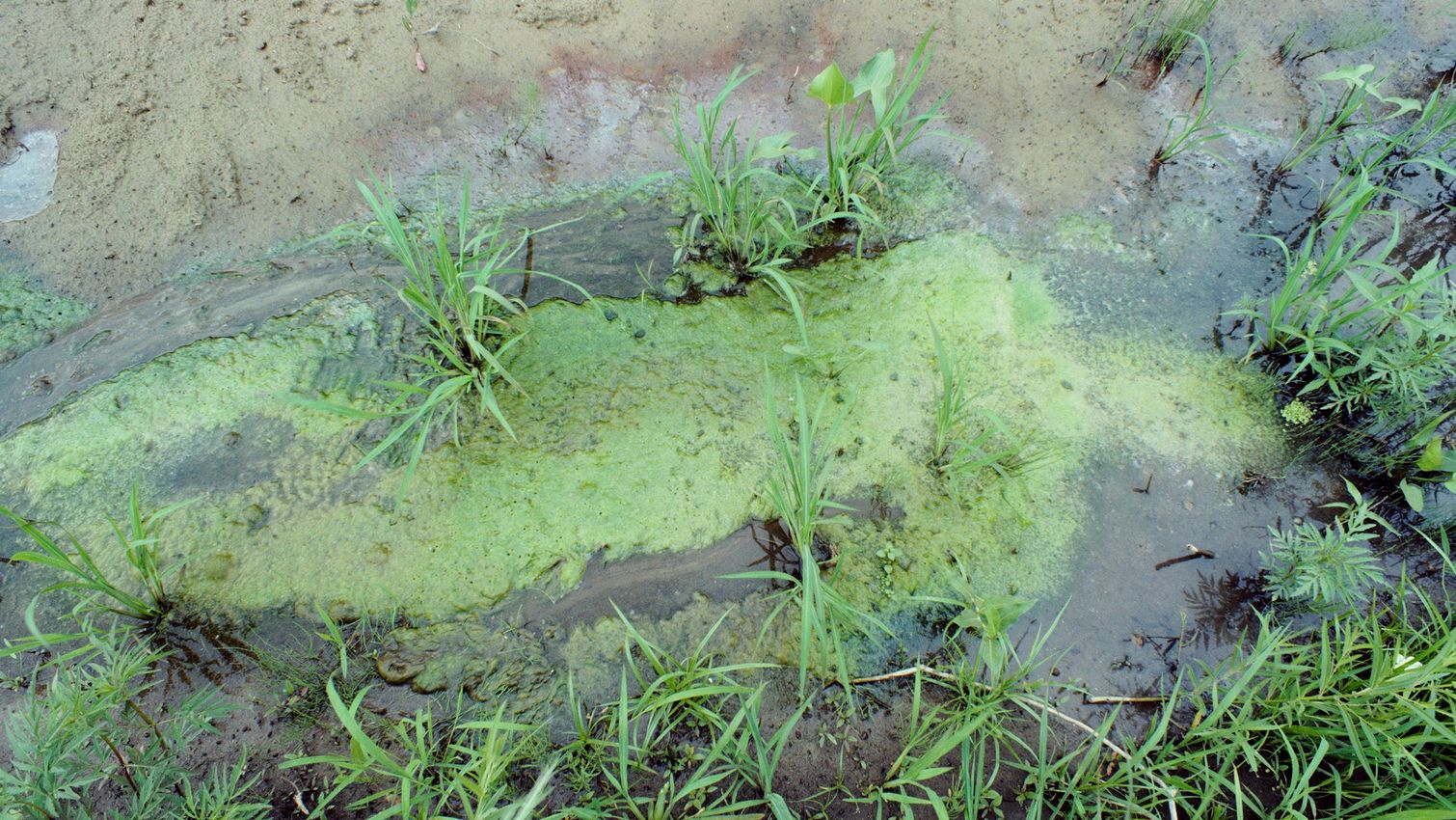 ANA MENDIETA