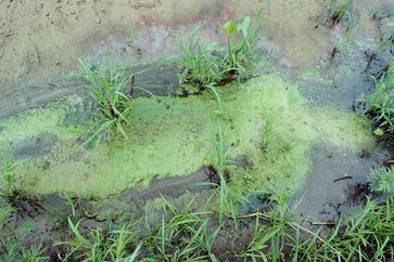 Ana Mendieta contemporary artist