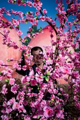 Peach Blossom  by Feng Li contemporary artwork photography