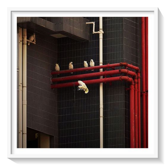 Cockatoos in Transit Hong Kong by Romain Jacquet-Lagreze contemporary artwork Photography