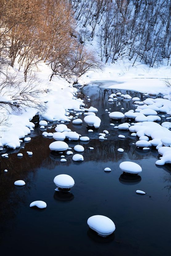 Hokkaido Snow Mushrooms by Stephen King contemporary artwork Photography