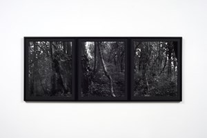 Mark Adams