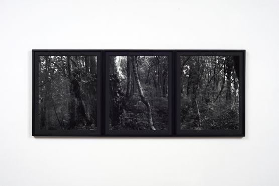25.5.1995. Astronomers Point. Totara stumps and regenerating forest. Tamatea-Dusky Sound. After Russell Duncan by Mark Adams contemporary artwork Photography