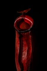 Stigma 7 by Pola Sieverding contemporary artwork works on paper