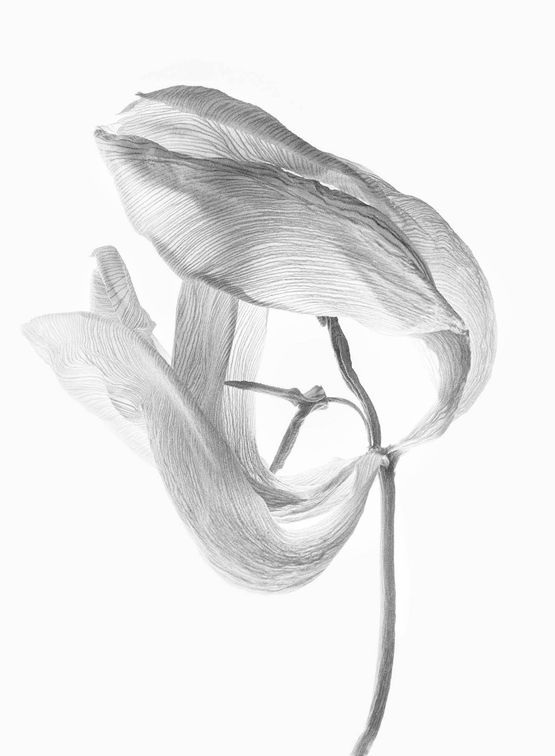 Tulipa II by Walter Schels contemporary artwork Painting