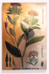 Plants Bleed Lakes Safflower by Janet Laurence contemporary artwork sculpture