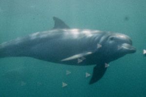 Super Nature and the Power of Collective Film-Making