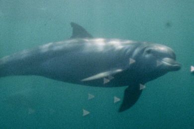 ‘Super Nature’ and the Power of Collective Film-Making