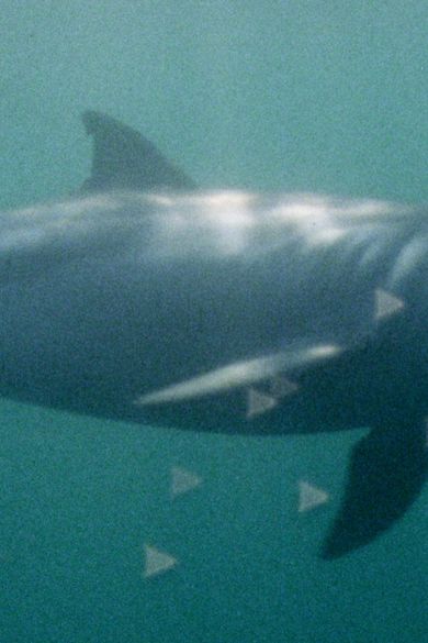 ‘Super Nature’ and the Power of Collective Film-Making