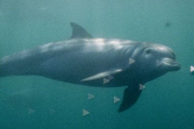Super Nature and the Power of Collective Film-Making