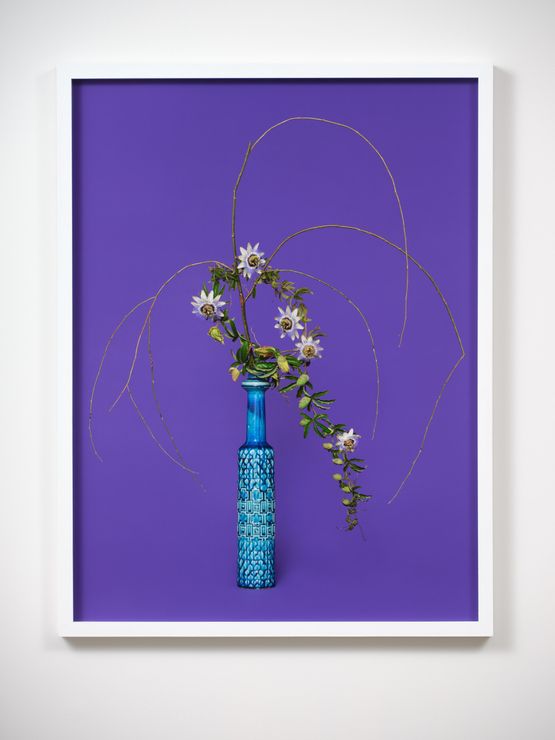 The Justice Willow Salicaceae sp. by Ann Shelton contemporary artwork Photography