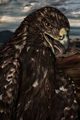 Aquila chrysaetos II Mongolia by Mario Testino contemporary artwork photography