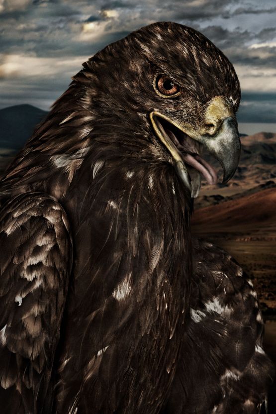 Aquila chrysaetos II Mongolia by Mario Testino contemporary artwork Photography
