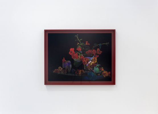 Still Life with Nasturtiums by Fiona Pardington contemporary artwork Photography