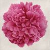 Unmatched Beauty by Lee Chun-Yi contemporary artwork Painting