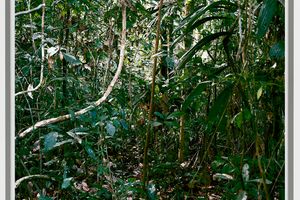 Thomas Struth
