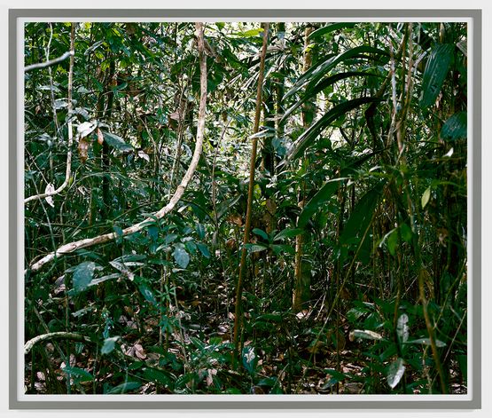 Paradise 32 Rio Madre de Dios Peru by Thomas Struth contemporary artwork Print
