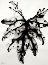 Reflections Nature Series 7 by Barbara Edelstein contemporary artwork drawing painting works on paper