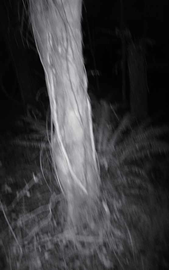 Nocturnal Assembly 7 by Anne Noble contemporary artwork Print