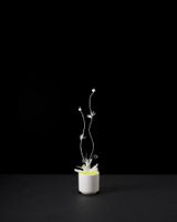 Plant 17 by Nina Katchadourian contemporary artwork sculpture