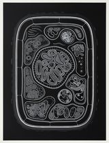 Zoofolium 07 by Golan Levin contemporary artwork drawing nft