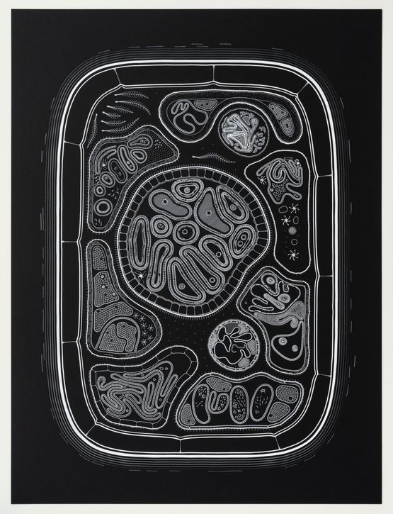 Zoofolium 07 by Golan Levin contemporary artwork Drawing