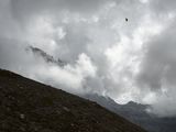 Painted Lady Butterfly by the Eiger Glacier Switzerland by Lucas Foglia contemporary artwork print
