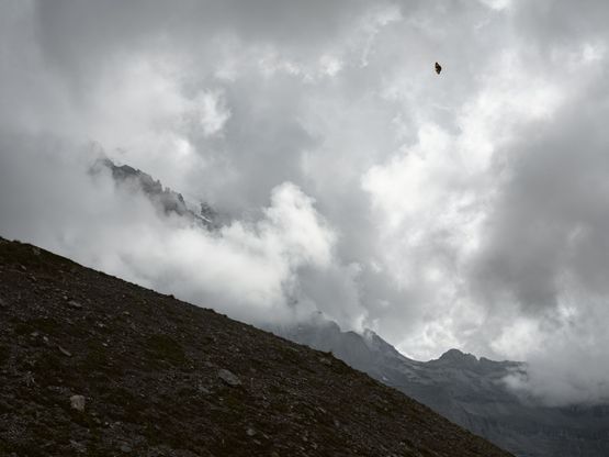 Painted Lady Butterfly by the Eiger Glacier Switzerland by Lucas Foglia contemporary artwork Print